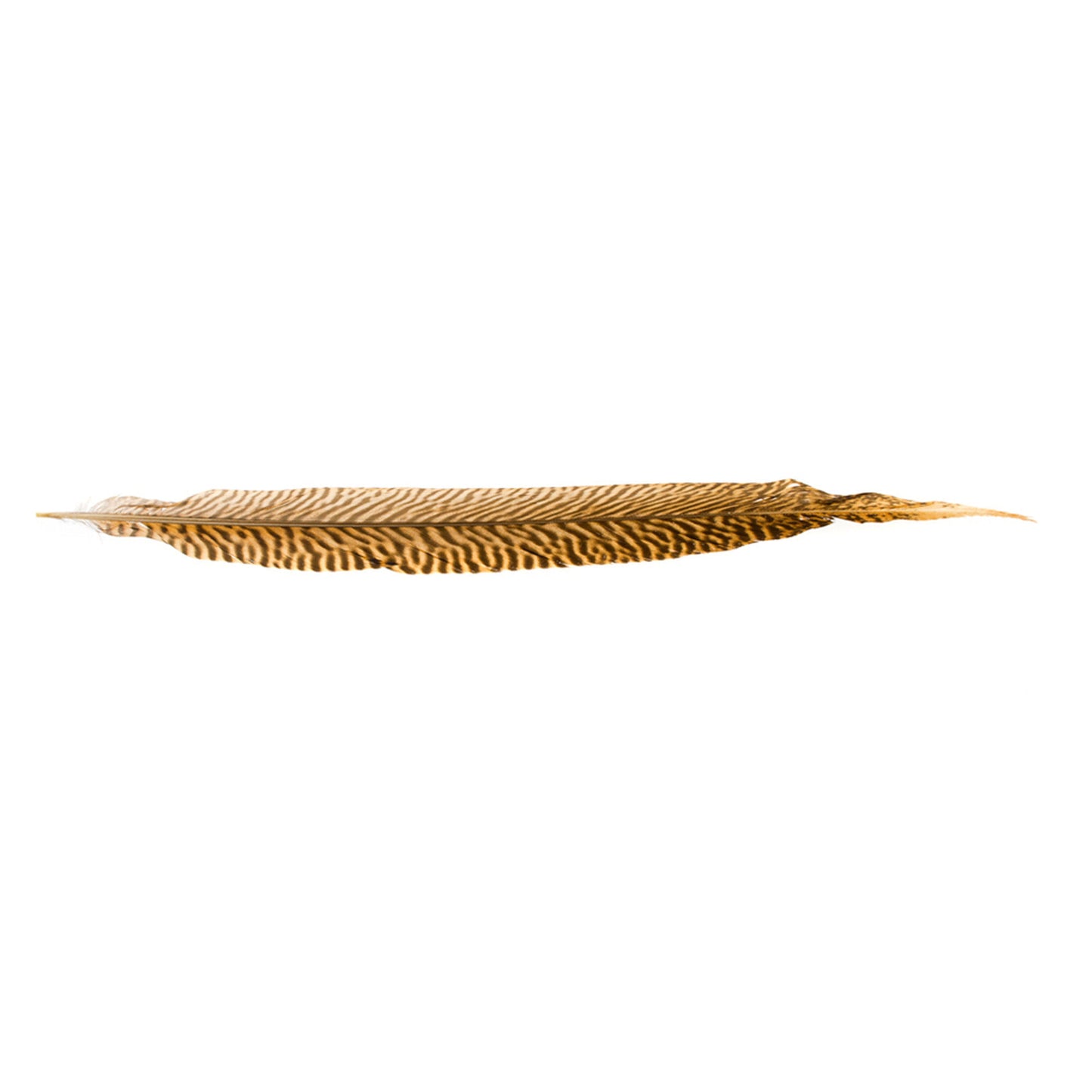 Feather - Golden Pheasant - 1 Pk