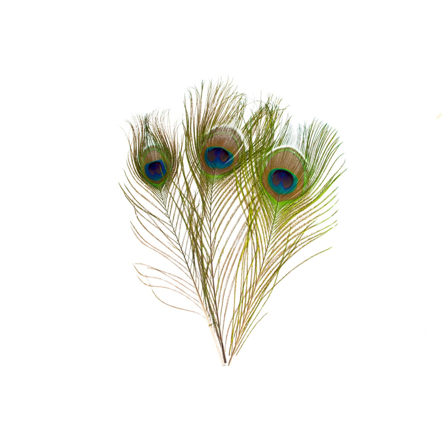 Feather - Peacock 30cm - 3 Pk