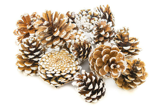 Assorted White Tipped Pine Cones 250gm